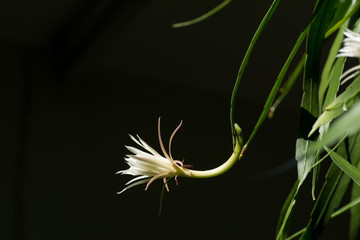 Closeup THAI Climbing cactus flower,In Thailand is called 
