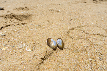 Shell on the beach for summer holiday background