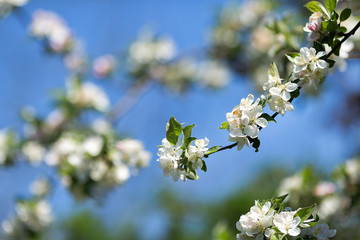 branch of apple tree