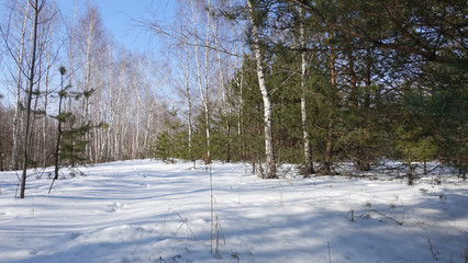sunny winter day in a mixed forest. Pine and birch on the snow