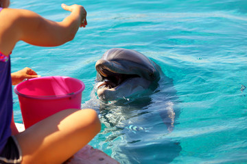 Woman feeds a smiling dolphin in a water.