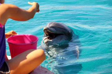 Crédence de cuisine en verre imprimé Dauphin Woman feeds a smiling dolphin in a water.