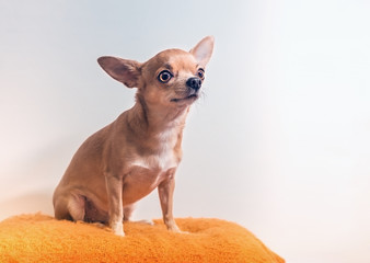 Smooth-haired Chihuahua dog lying on the warm knitted orange plaid. Chihuahua Girl looks nice on a white background. New year concept.