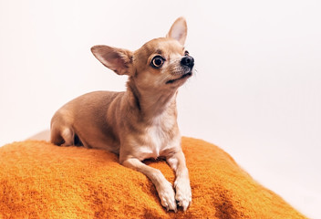 Smooth-haired Chihuahua dog lying on the warm knitted orange plaid. Chihuahua Girl looks nice on a white background. New year concept.