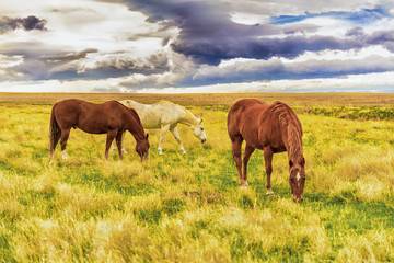 Horses Grazing