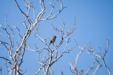 Lonely bird