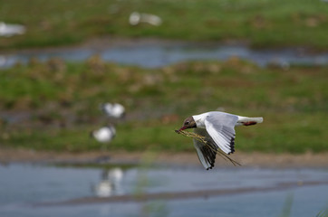 Fototapeta na wymiar Gull flying with grass