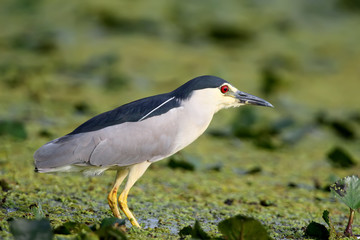 Close up photo of an adult night heron stand on the water plants. Unusual red eye looks at the camera