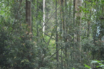 Tropical Rain Forest