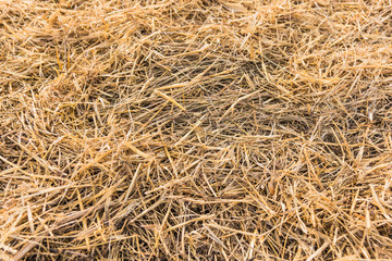 Texture of dry straw on farmland as a background