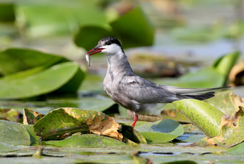 Close up photo of a whiskered tern with a little fish in a beak for their chicks.