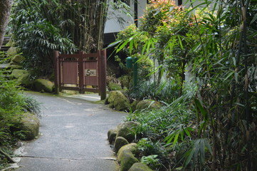 Tropical Rain Forest