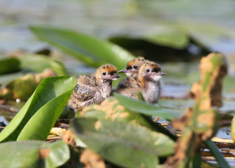 Three so cute chicks of a whiskered tern looks at the camera. Close up view