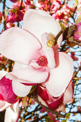 Blooming magnolia tree with big pink flowers and sky on background