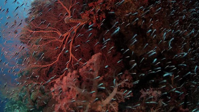 Colorful coral reef with gorgonians and millions of fish (School of convict blennies, Pholidichthys leucotaenia), slow motion, Wakatobi, Indonesia, Nov 2107