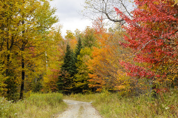 Fall foliage along narrow dirt road