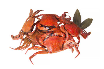 crabs isolated on white