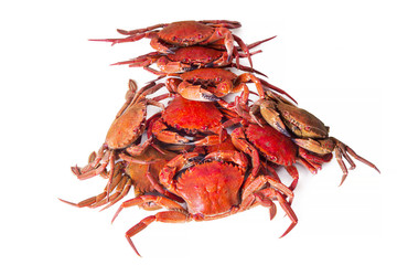 crabs isolated on white
