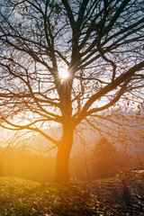 Autumn sunrise behind a tree without leafs, amazing light on early morning