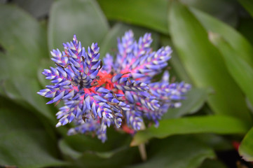 Bromeliad in the garden