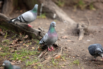 few common pigeons near a tree