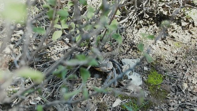 land crab Potamon ibericum hiding in bushes in mountains of Mediterranean, Lycia
