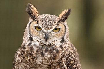 Great Horned Owl