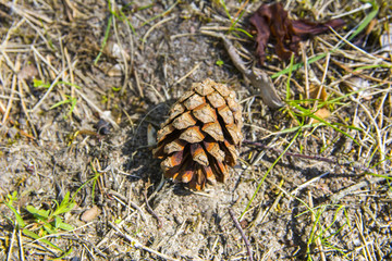 Pinecone on the forest ground