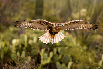 Hawk in Flight