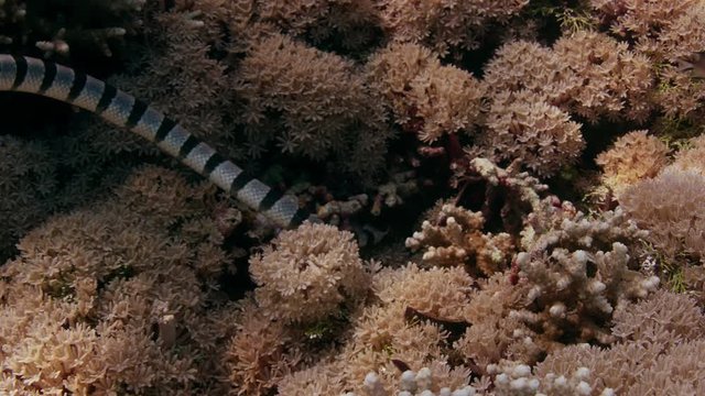 The banded sea krait (Laticauda colubrina) is hunting fishes in a coral reef, Indonesia, WAKATOBI, November 2017. Slow motion