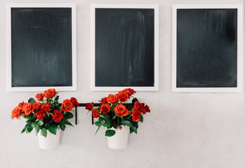 Three chalkboards and two mini roses pots on the concrete grunge wall.