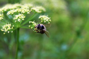 beetle