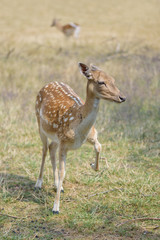Fallow deer on meadow