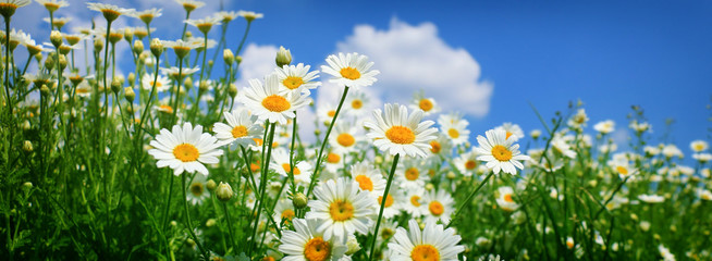daisy field closeup