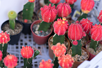 Small cactus in a plastic pot and white basket.