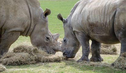 Obraz premium White african Rhino
