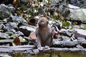 Obraz premium Monkey in Batu Caves Selangor Malaysia