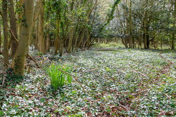 Enchanting old forest