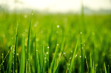 Obraz premium Closeup of wet meadow with dew drops in the morning