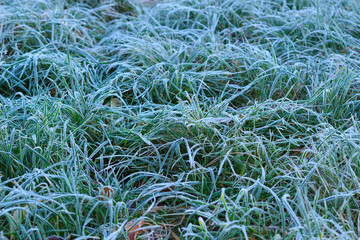 Frozen green grass on the first autumn cold weather