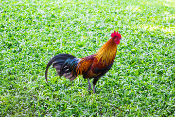 Chicken walking on the green lawn.