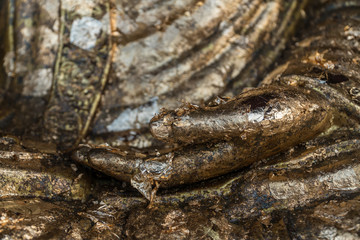 golden Buddha  in Thai temple