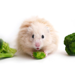 Fluffy hamster is eating vegetables with broccoli cabbage, isolated on white background. Funny...