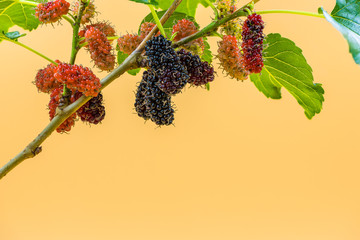 The mulberry fruits on the tree isolated on yellow background
