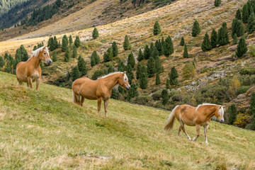 Alpine horse on Tirol Mountains. Brown gee on mountain background, natural environment. Animal on Austria Alps, Vent, Europe.