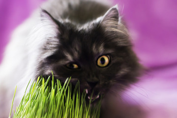 cat eats grass