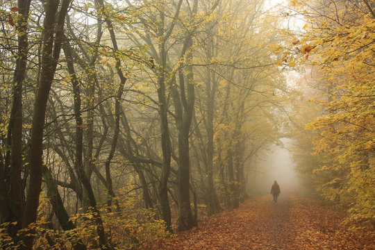 Wandern im Nebelwald