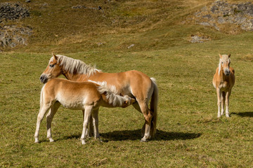 Fototapeta na wymiar Alpine horse on Tirol Mountains. Brown gee on mountain background, natural environment. Animal on Austria Alps, Vent, Europe.