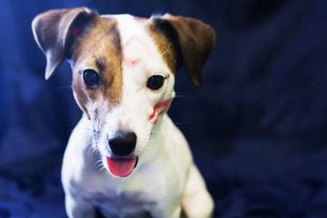 Jack Russell kissing on blue background