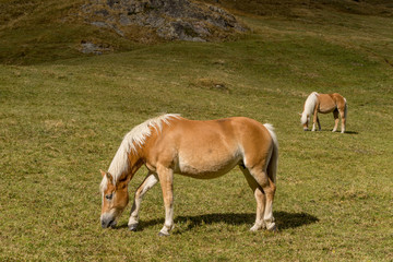 Naklejka na ściany i meble Alpine horse on Tirol Mountains. Brown gee on mountain background, natural environment. Animal on Austria Alps, Vent, Europe.
